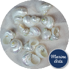 Pearl Silvermouth Turbo - Project Pack